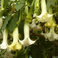 Brugmansia × candida Pers.